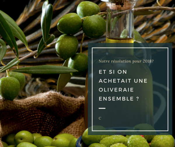 img oliveraie