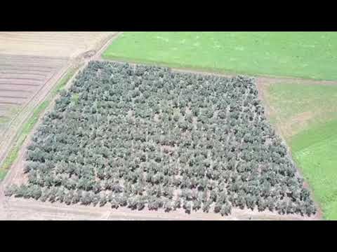 Yavneel olive grove - oliveraie - 25.06.2018