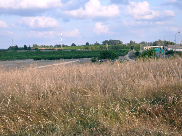 10-dunam-land-sharon-israland